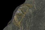 Salterolithus Trilobite Fossil - United Kingdom #135537-2
